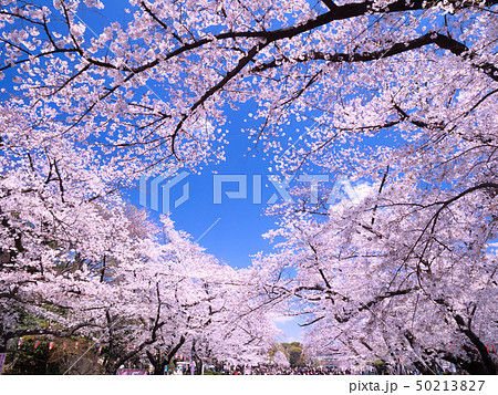 上野公園の桜並木 50213827