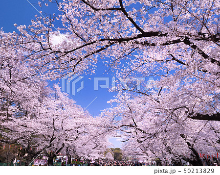 上野公園の桜並木 50213829
