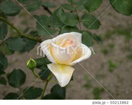 バラ バラ 50213862