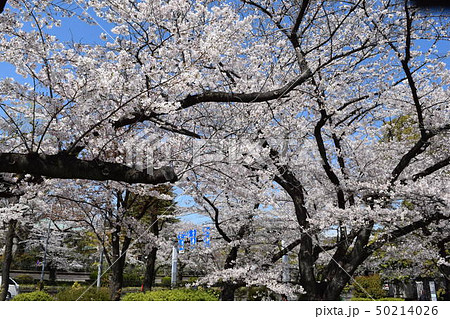 千鳥ヶ淵の桜 50214026