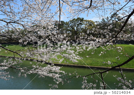 千鳥ヶ淵の桜 50214034
