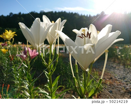 純白のユリ 純白のユリ 50214219