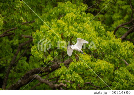 飛翔する婚姻色のコサギ 飛翔する婚姻色のコサギ 50214300