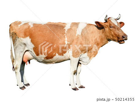 ?ow full length isolated on white background. ?ow full length isolated on white background. 50214355