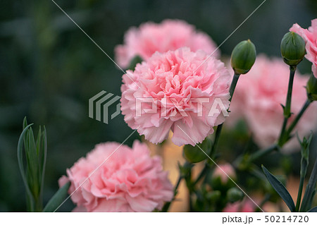 カーネーション　ピンク系 50214720