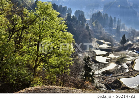 新潟松代蒲生 残雪の棚田の朝 新潟松代蒲生 残雪の棚田の朝 50214732