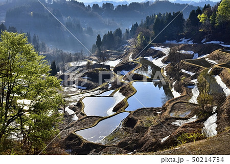 新潟松代蒲生 残雪の棚田の朝 新潟松代蒲生 残雪の棚田の朝 50214734