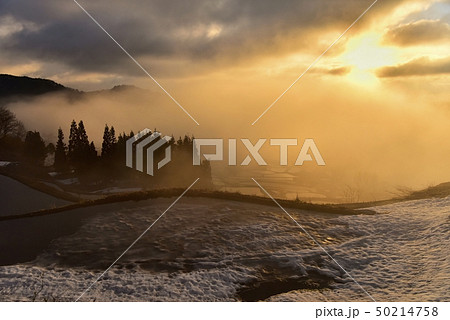 新潟松代星峠 朝日と霧と残雪の棚田 新潟松代星峠 朝日と霧と残雪の棚田 50214758
