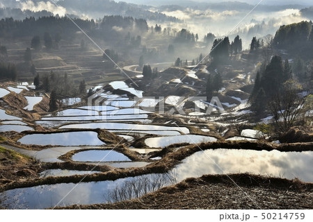 新潟松代星峠　朝霧と残雪の棚田 50214759