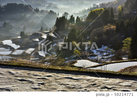 新潟松代星峠 朝霧と残雪の棚田 新潟松代星峠 朝霧と残雪の棚田 50214771