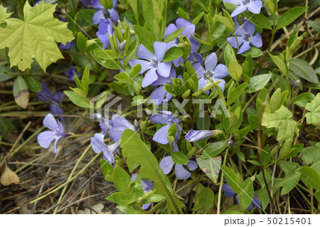 Spring perennial carpeted flowers, periwinkle with Spring perennial carpeted flowers, periwinkle with 50215401