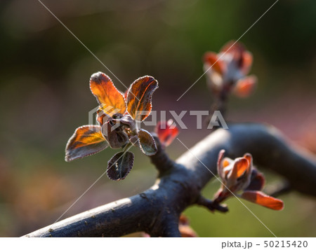 Buds blooming in the spring. Red-green background. Buds blooming in the spring. Red-green background. 50215420