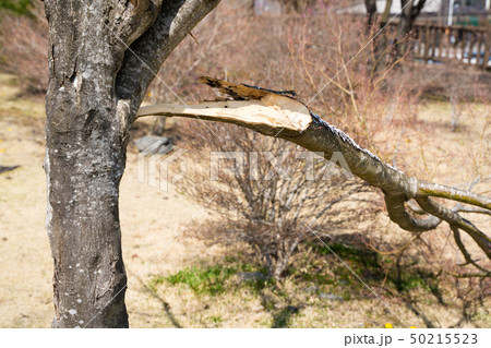 折れた桜の木 50215523