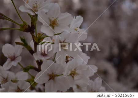 桜 50215657