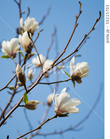 Flowering Magnolia against the blue sky. Close up. 50215703