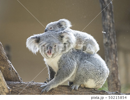コアラの母子　〜赤ちゃんコアラをおんぶする母コアラ〜 50215854