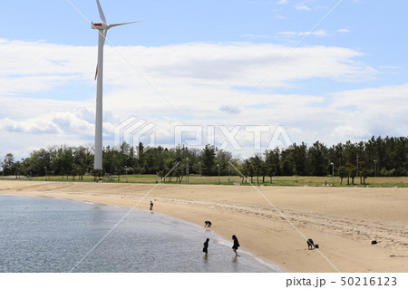 新舞子マリンパーク ブルーサンビーチ 春 水遊び 新舞子マリンパーク ブルーサンビーチ 春 水遊び 50216123