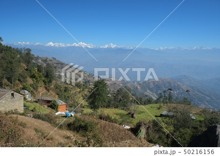 カトマンズ盆地ナガルコットハイキング　菜の花段々畑 50216156