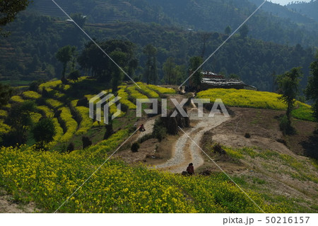 カトマンズ盆地ナガルコットハイキング　菜の花段々畑 50216157