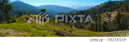 カトマンズ盆地ナガルコットハイキング　菜の花段々畑 50216159