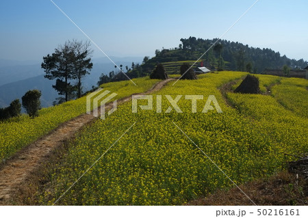 カトマンズ盆地ナガルコットハイキング 菜の花段々畑 カトマンズ盆地ナガルコットハイキング 菜の花段々畑 50216161
