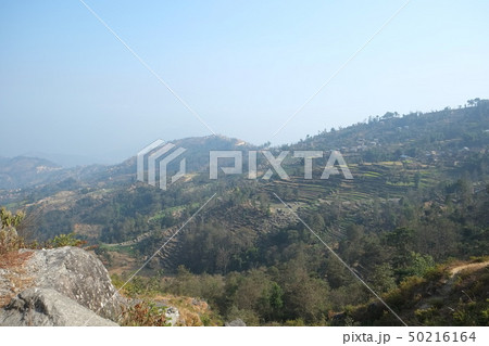 カトマンズ盆地ナガルコットハイキング　菜の花段々畑 50216164