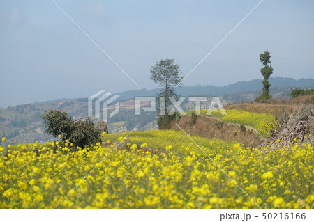 カトマンズ盆地ナガルコットハイキング 菜の花段々畑 カトマンズ盆地ナガルコットハイキング 菜の花段々畑 50216166