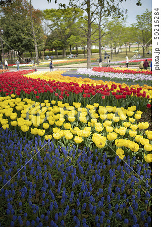 木曽三川公園センターのチューリップ祭りの風景 50216284