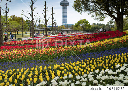 木曽三川公園センターのチューリップ祭りの風景 50216285