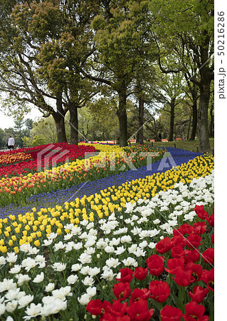 木曽三川公園センターのチューリップ祭りの風景 50216286