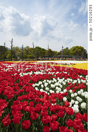 木曽三川公園センターのチューリップ祭りの風景 50216293
