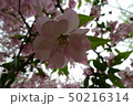 花 春 50216314