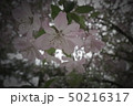 春 花 50216317