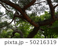 松 木 50216319