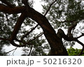 松 木 50216320