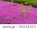 花 きれい 春 50216321