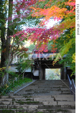 定勝寺の紅葉 50216743