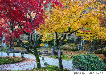 定勝寺の紅葉 50216744