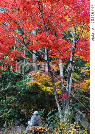 定勝寺の紅葉 50216747