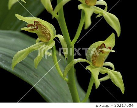 洋蘭原種Coelogyne chloropteraの花 50217004