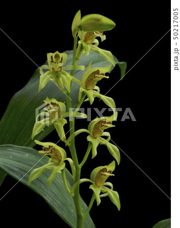 洋蘭原種Coelogyne chloropteraの花 50217005