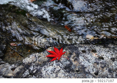 るり渓　紅葉の落ち葉 50217107