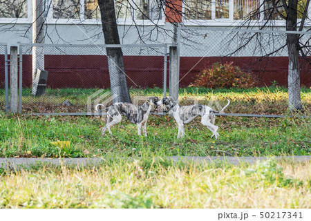 Whippet dogs play in park 50217341