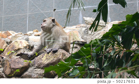 KEDAH, LANGKAWI, MALAYSIA - APR 10th, 2015: Couple of monkeys in the wild. This long-tailed brown 50217631
