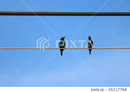 Asian Glossy Starling birds perch on power lines 50217766