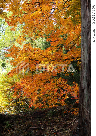 真如寺の紅葉 真如寺の紅葉 50217906
