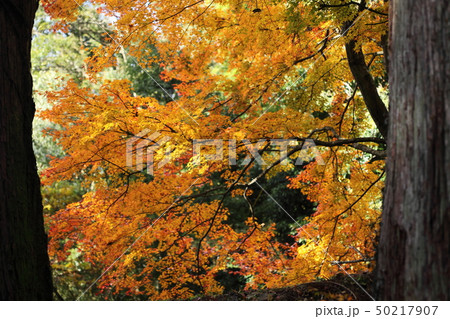真如寺の紅葉 50217907