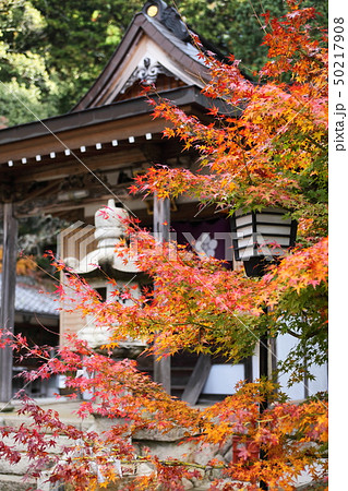 真如寺の紅葉 50217908