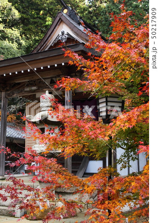 真如寺の紅葉 50217909