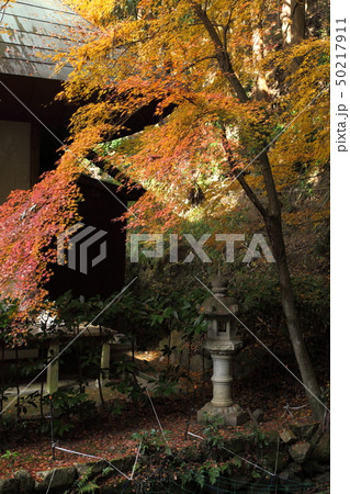真如寺の紅葉 真如寺の紅葉 50217911
